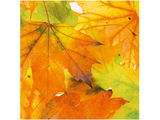 Luncheon Paper Napkins - Twilight Collection - Autumn Leaves