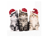 Xmas Cats -  Luncheon Paper Napkins