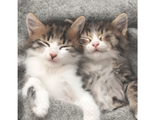 Luncheon Paper Napkins - Paper+Design - Sleepy Cats